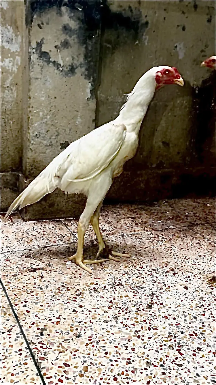 Pure White Shamoo — photo 3