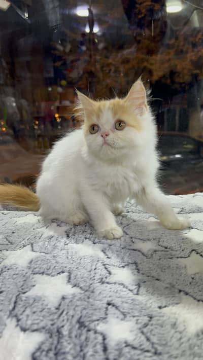Van pattern red and white male punch face kitten