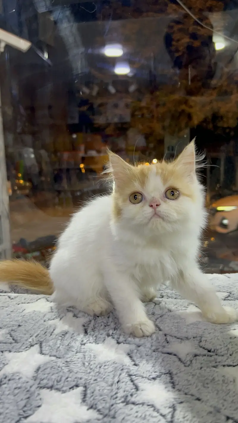 Van pattern red and white male punch face kitten — photo 3