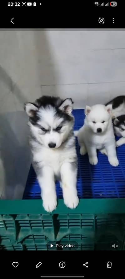 Husky puppies/puppy/husky /siberian husky