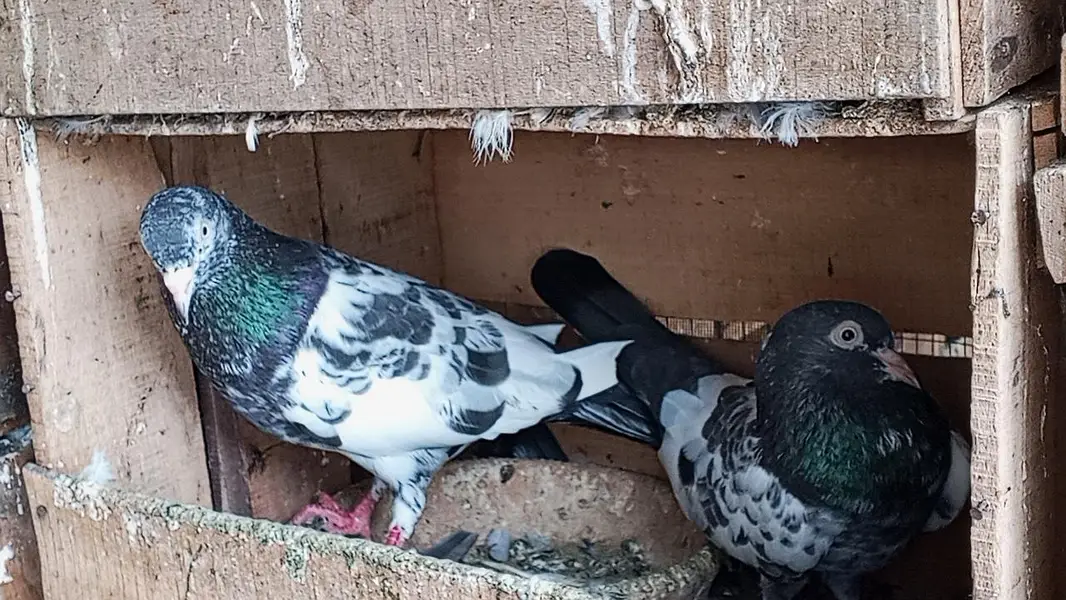 teddy breeder paira — photo 4