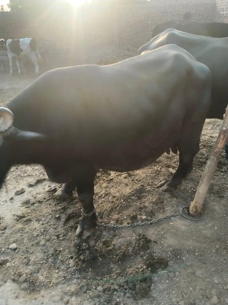 Buffalo / Gabban  buffalo / bhens for sale