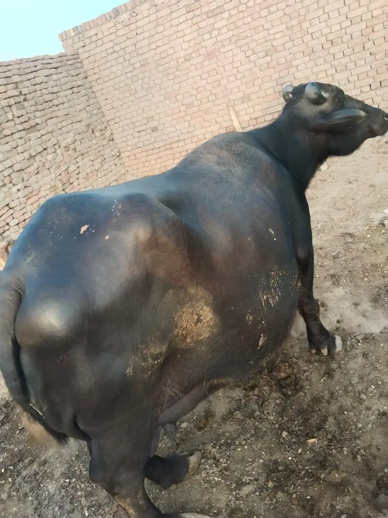 Buffalo / Gabban  buffalo / bhens for sale — photo 2