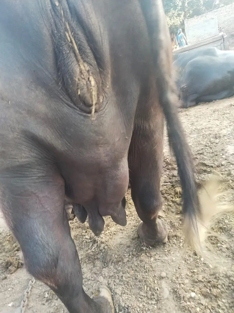 Buffalo / Gabban  buffalo / bhens for sale — photo 3