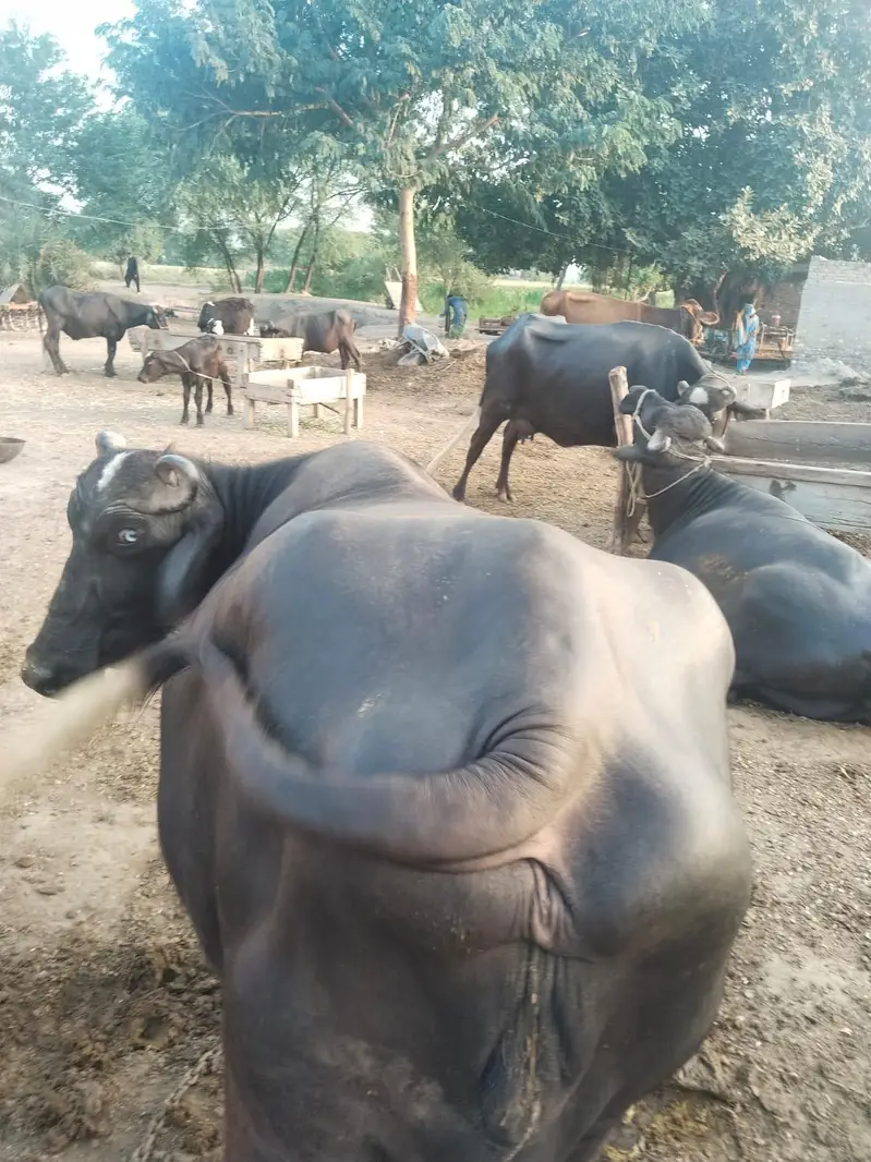 Buffalo / Gabban  buffalo / bhens for sale — photo 4
