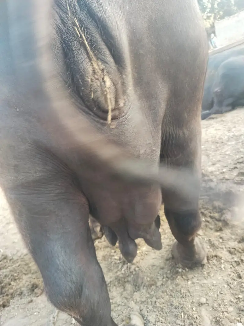 Buffalo / Gabban  buffalo / bhens for sale — photo 5
