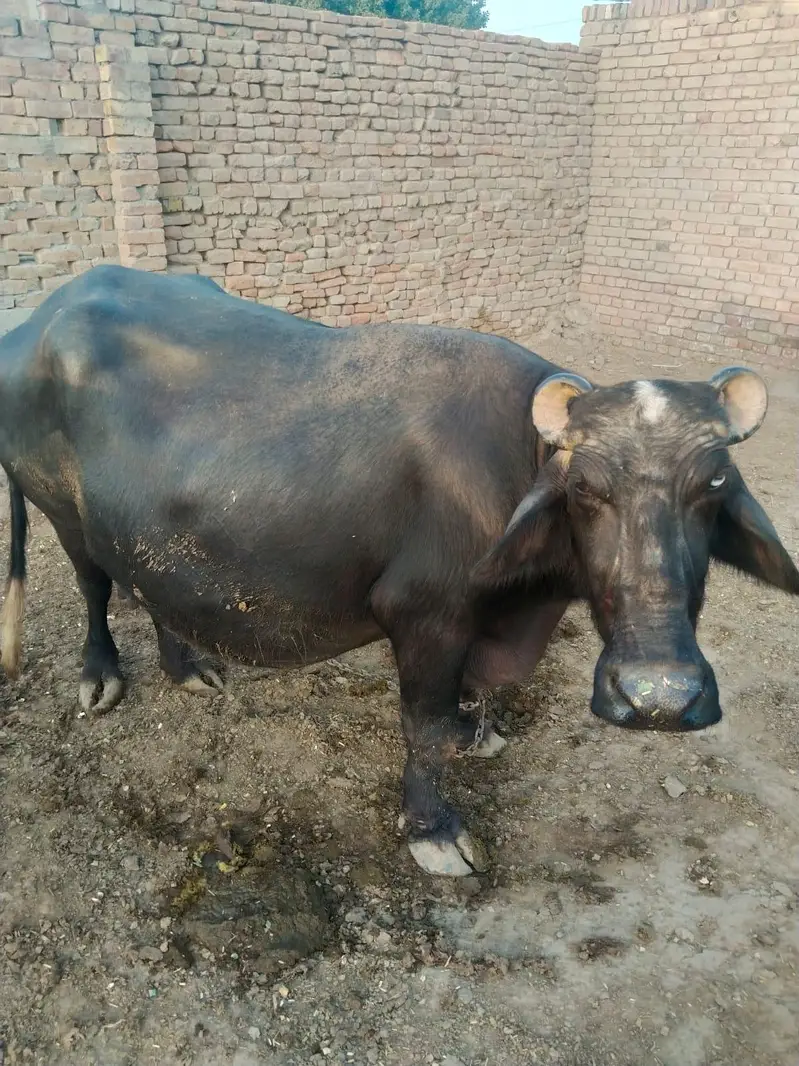 Buffalo / Gabban  buffalo / bhens for sale — photo 6