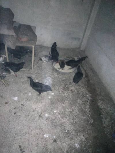 Black Australorp