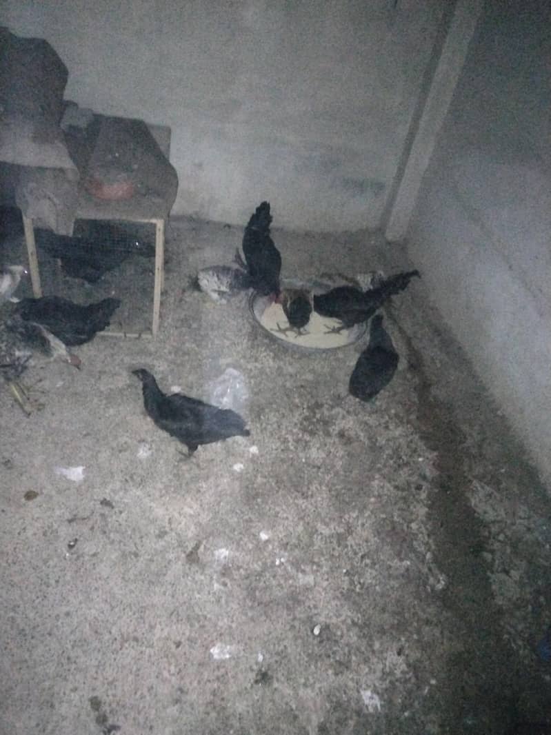 Black Australorp 0