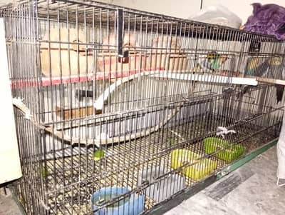 mixed parrots with one pair of gray cocktail , 4 piece of love birds