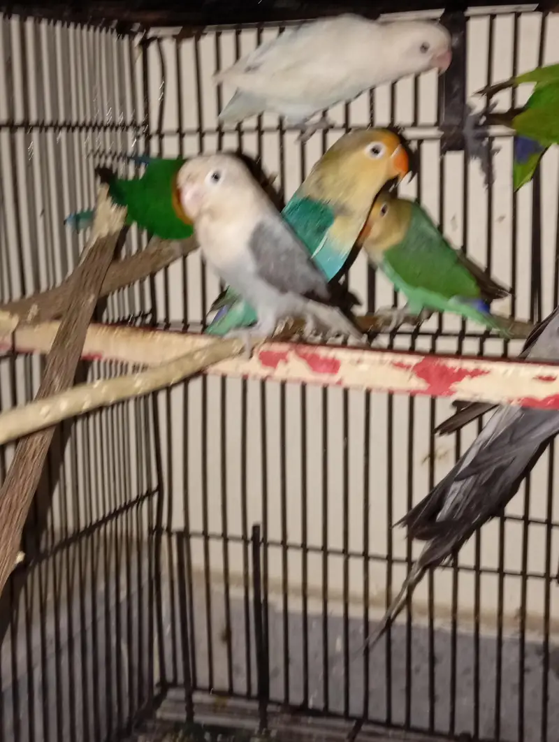 mixed parrots with one pair of gray cocktail , 4 piece of love birds — photo 2