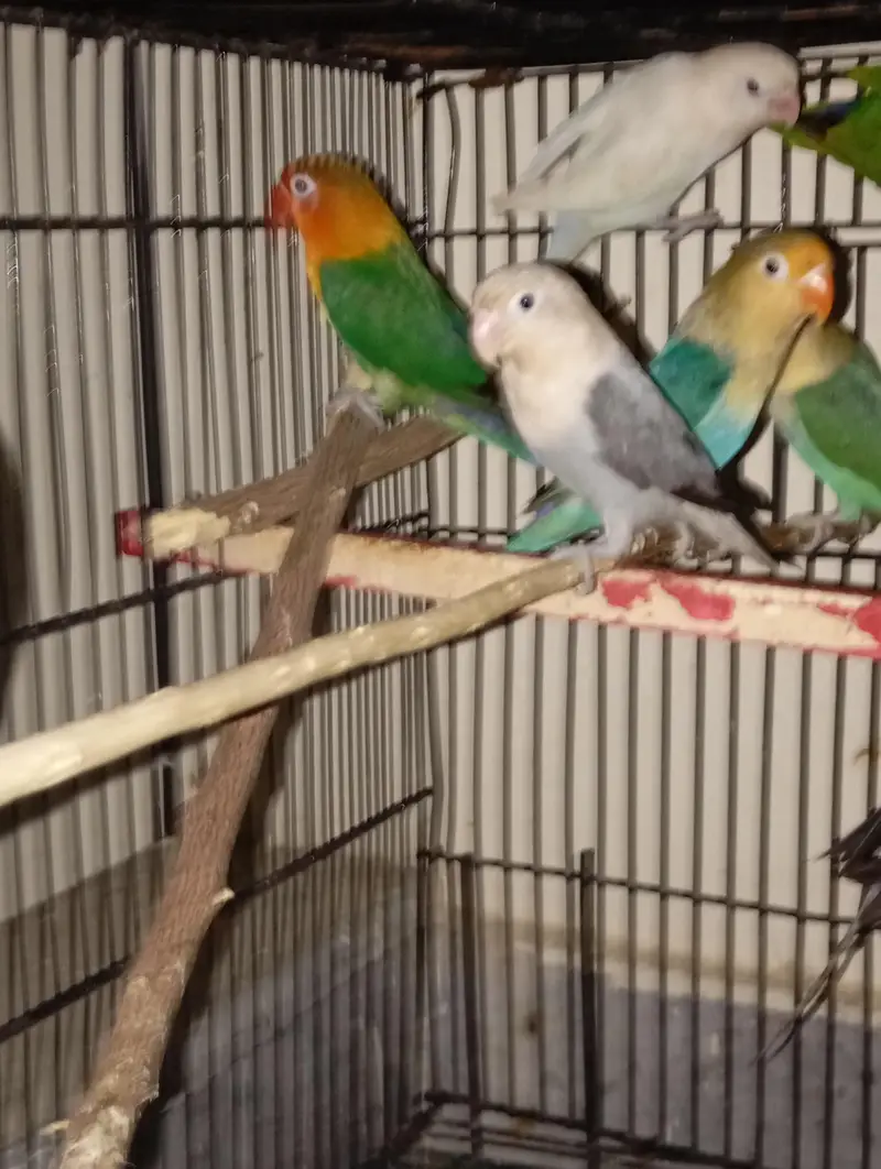 mixed parrots with one pair of gray cocktail , 4 piece of love birds — photo 3
