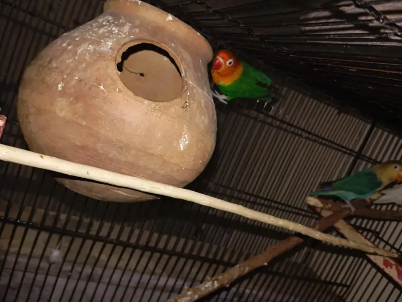 mixed parrots with one pair of gray cocktail , 4 piece of love birds — photo 4