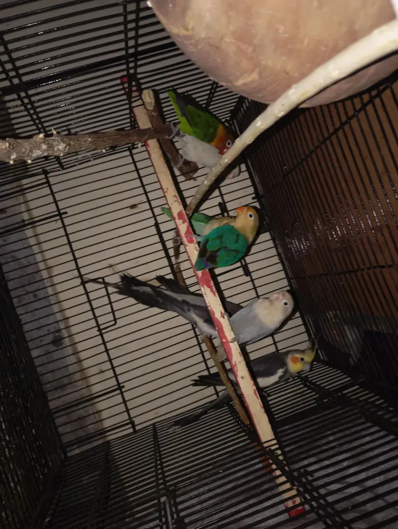 mixed parrots with one pair of gray cocktail , 4 piece of love birds — photo 5