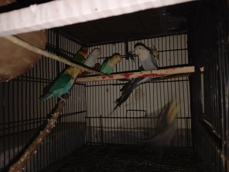 mixed parrots with one pair of gray cocktail , 4 piece of love birds — photo 6