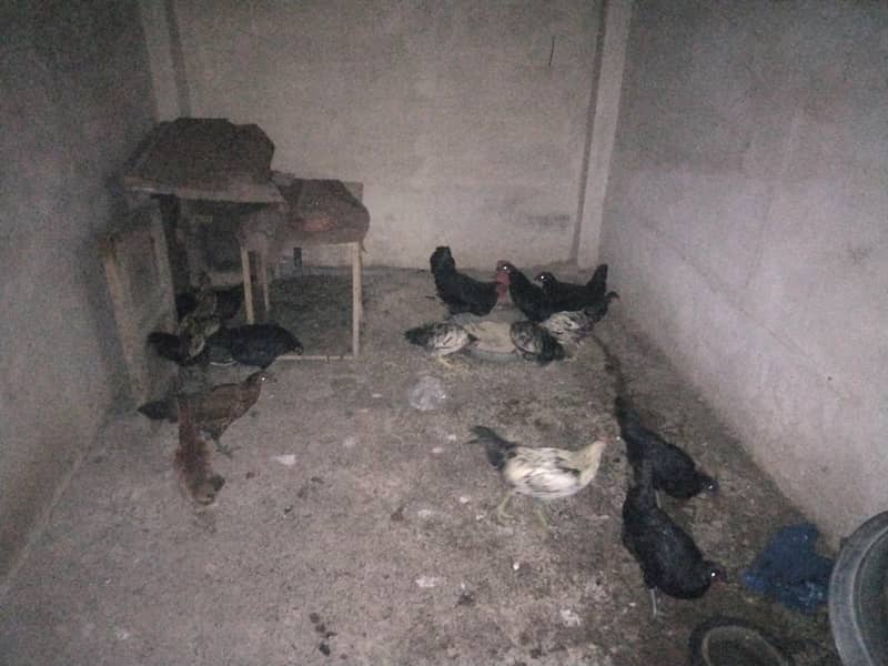 Black Australorp 1