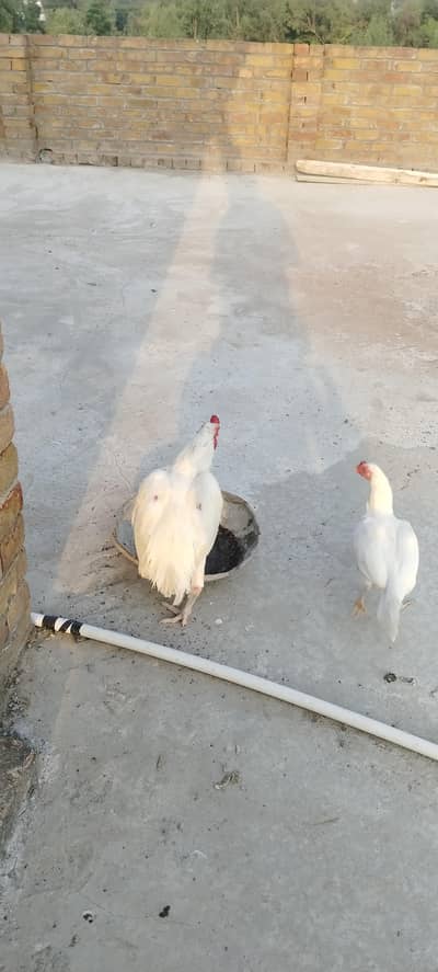 Heera trio for sale munasib price ma