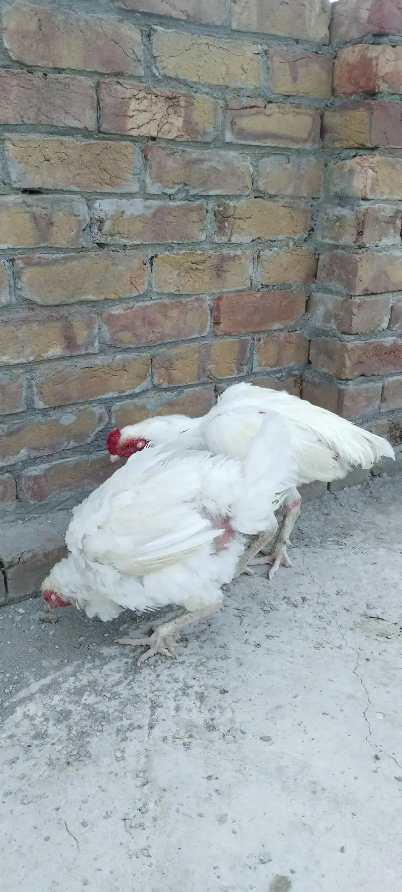 Heera trio for sale munasib price ma — photo 6