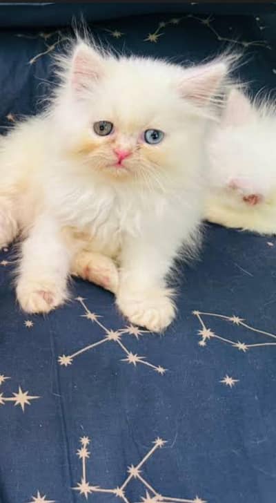 Family kittens cash on delivery