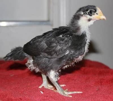 Pure Black Australorp Chicks for Sale 1 month old