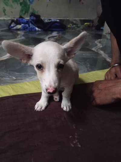 Corgi-Chihuahua Mix