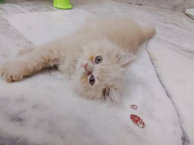 semi punch female kitten