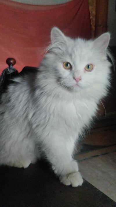 Persian Cat triple coated