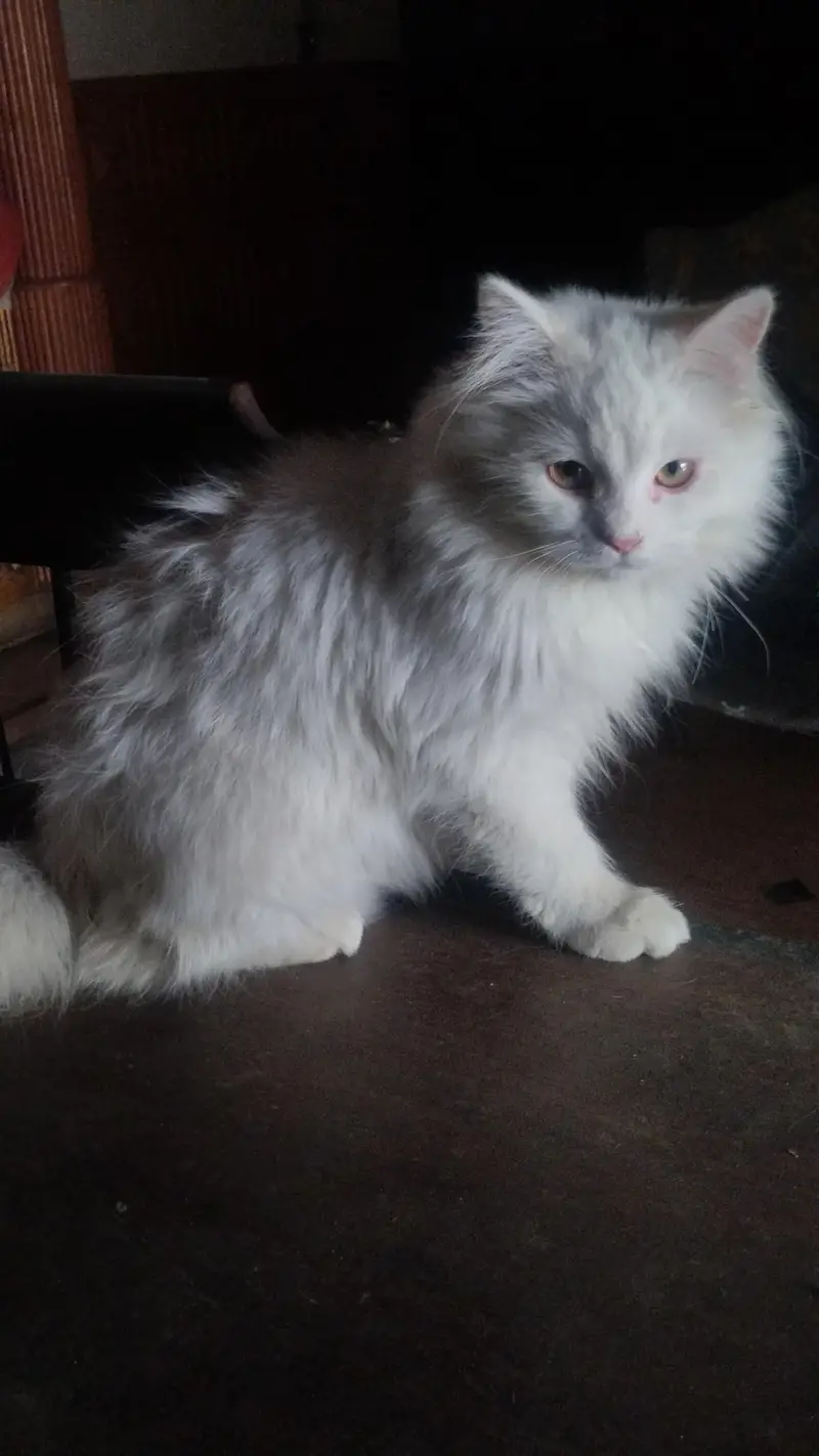 Persian Cat triple coated — photo 2