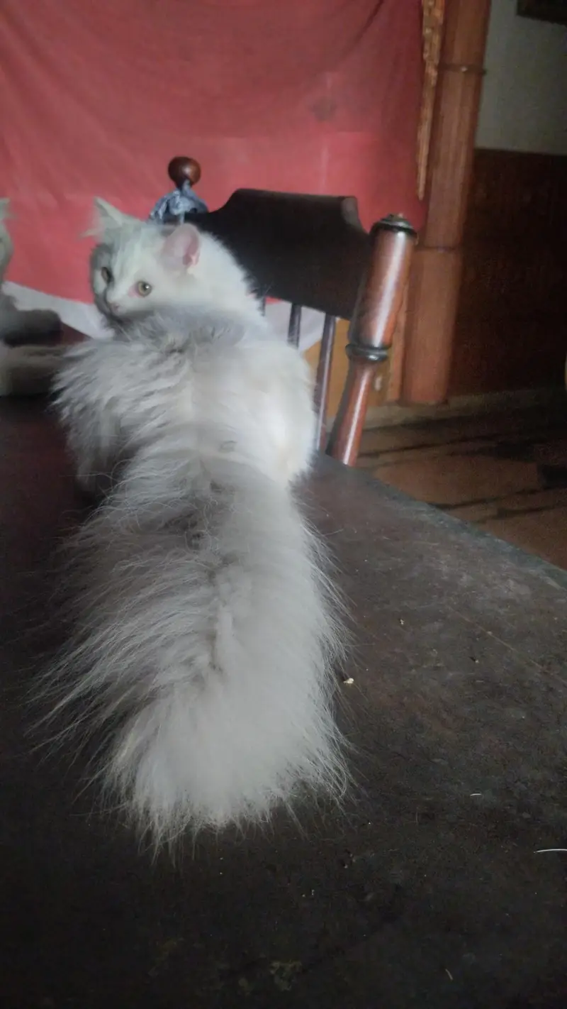Persian Cat triple coated — photo 3