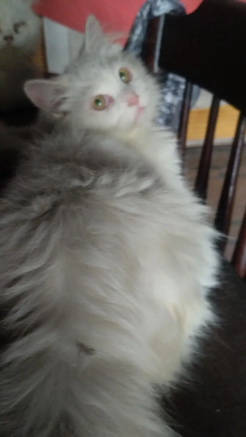 Persian Cat triple coated — photo 4