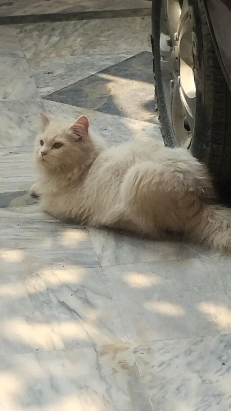 Persian Cat triple coated — photo 5