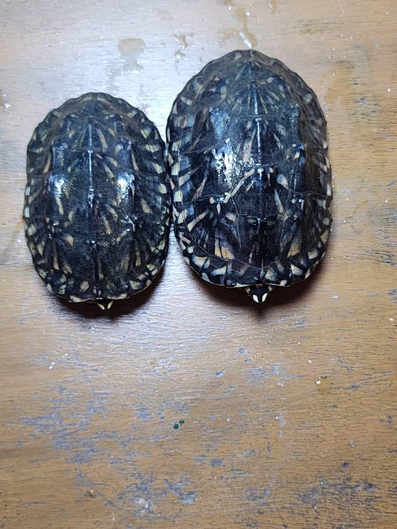 amrican snapping pair 5