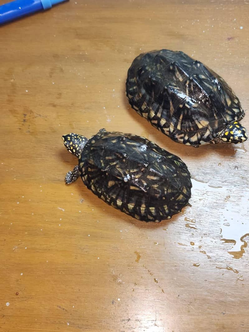 amrican snapping pair 9