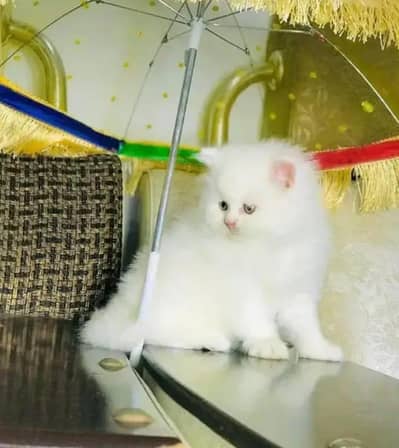 Persian cat 2month vaccinated for sale