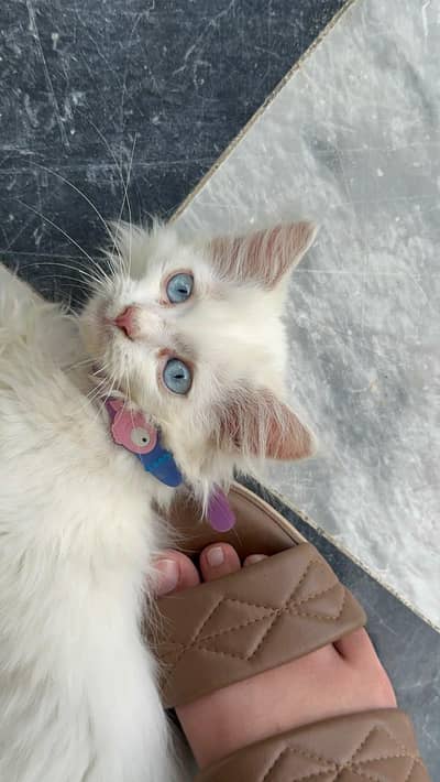 Beautiful Persian Cat for Sale | Cute & Lovely Cat