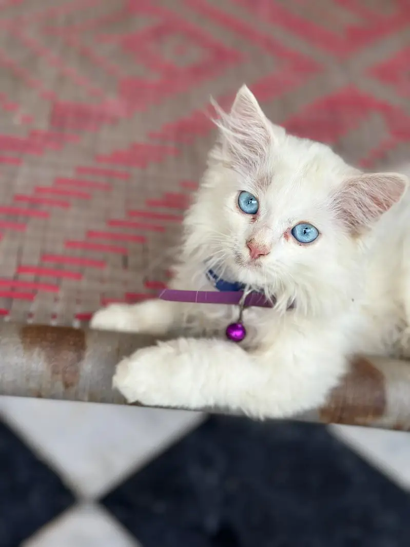 Beautiful Persian Cat for Sale | Cute & Lovely Cat — photo 2
