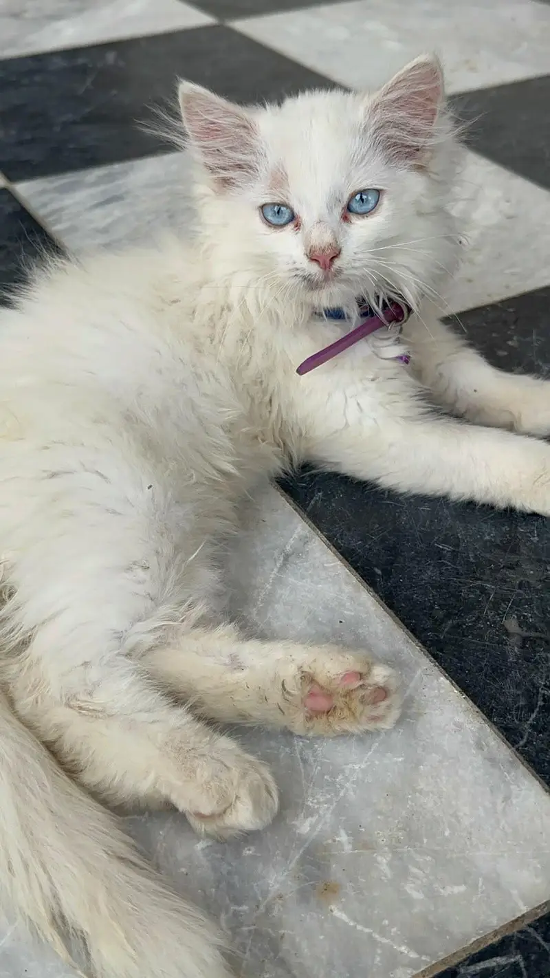 Beautiful Persian Cat for Sale | Cute & Lovely Cat — photo 3