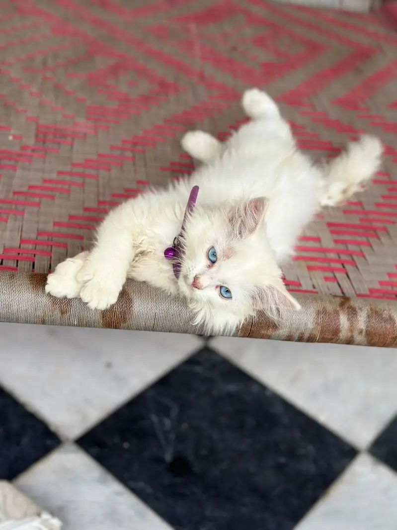 Beautiful Persian Cat for Sale | Cute & Lovely Cat — photo 4