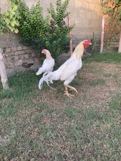 Heera  pair