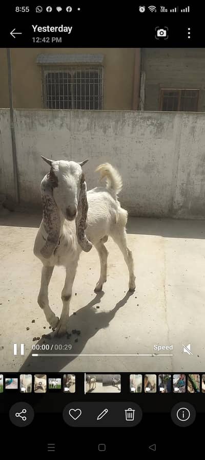 Dumba Bakra 2027