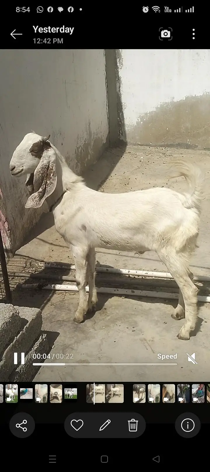Dumba Bakra 2027 — photo 2