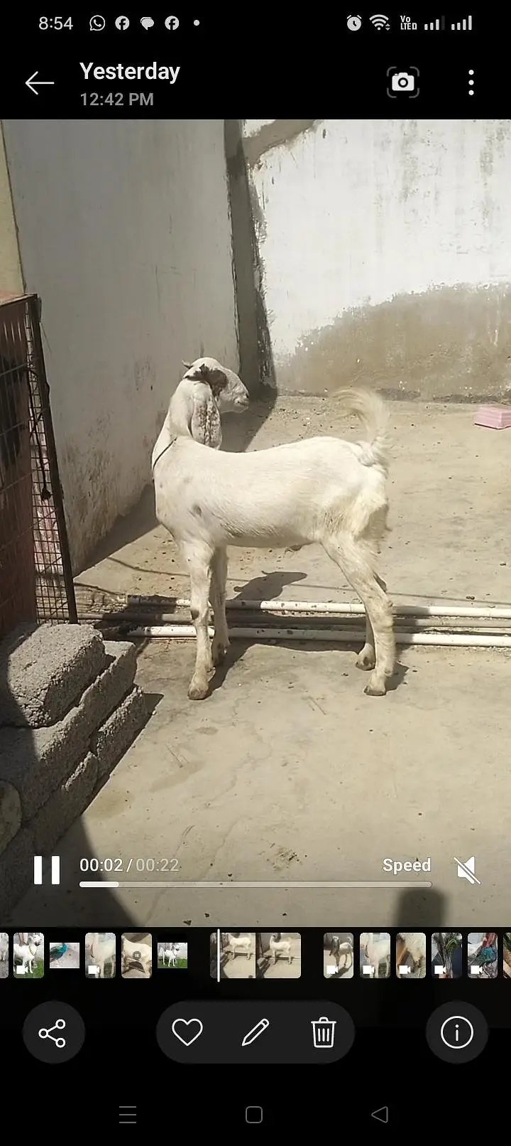 Dumba Bakra 2027 — photo 3