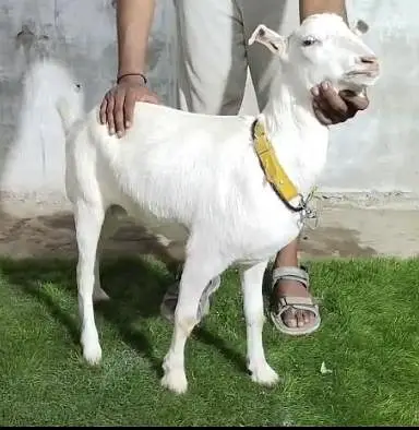 Dumba Bakra 2027 — photo 4