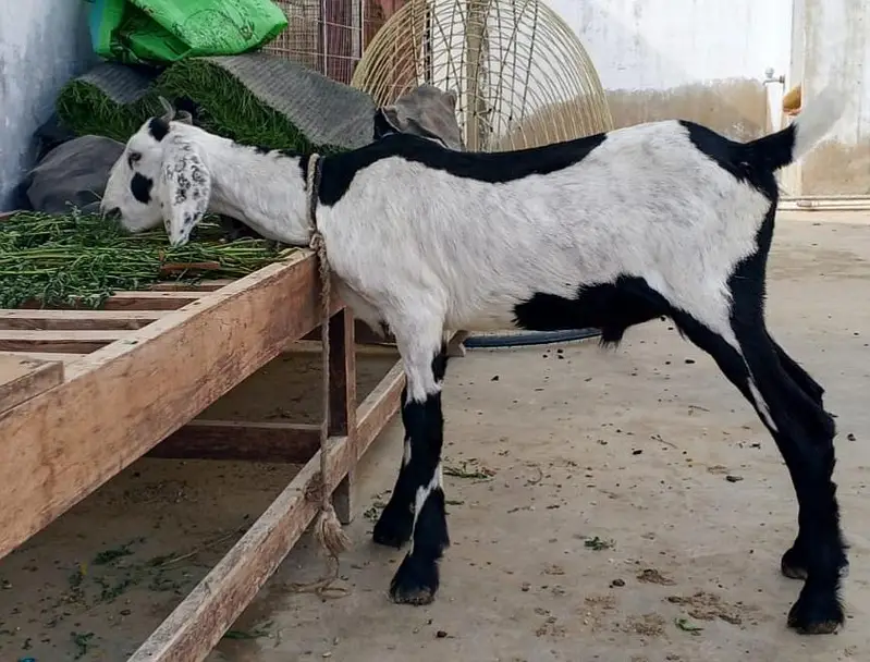 Dumba Bakra 2027 — photo 5