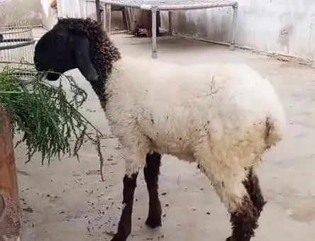 Dumba Bakra 2027 — photo 6