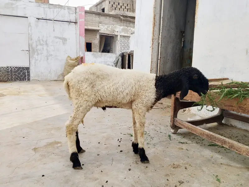 Dumba Bakra 2027 — photo 7
