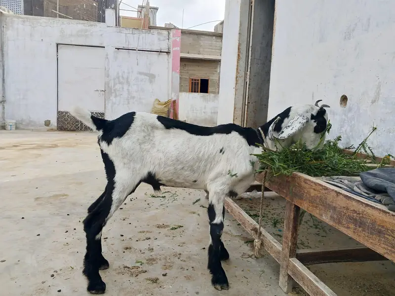 Dumba Bakra 2027 — photo 8