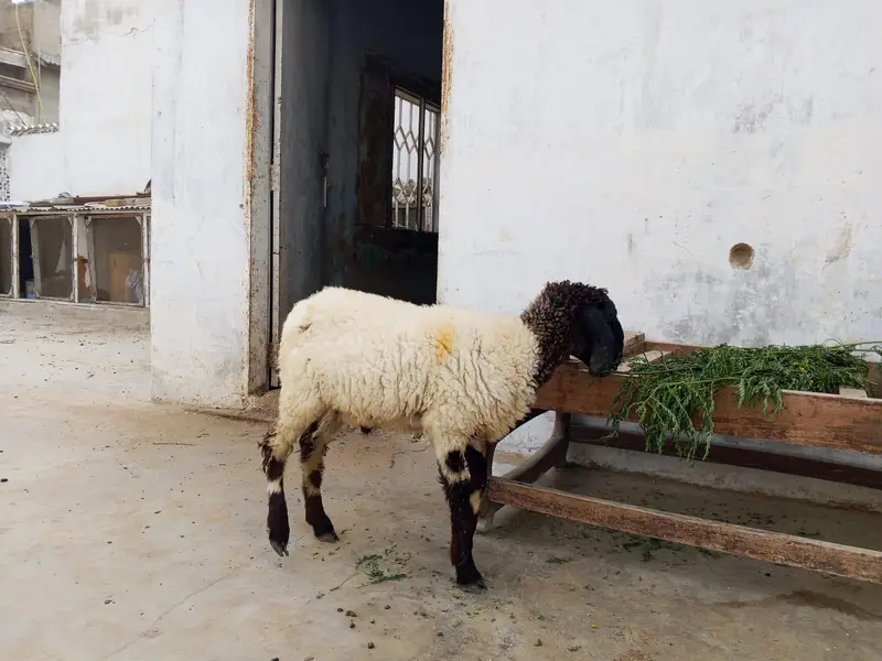 Dumba Bakra 2027 — photo 9