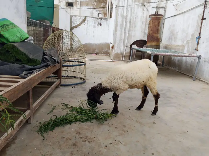 Dumba Bakra 2027 — photo 10