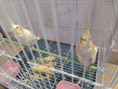 cream and pearl cocktail, both male with small cage